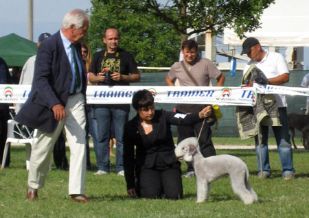 velvety chasing shadow - bob & best in show!!!