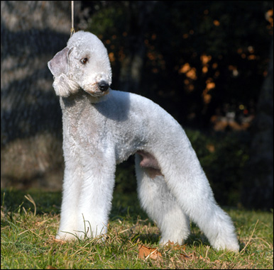 Bedlington terrier maschio, Velvety The Name Of The Game "Adamo"