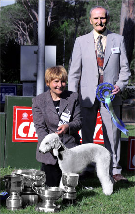 Absolutely China Silk best in show!<br />
TROFEO CHALLENGE - MIGLIOR TERRIER NATO IN ITALIA