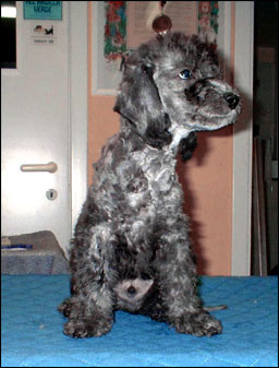 cucciolo bedlington a 45 giorni