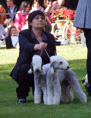 colacoda bedlington terrier - bis coppie