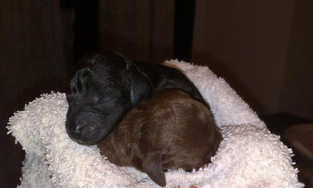 cuccioli bedlington terrier