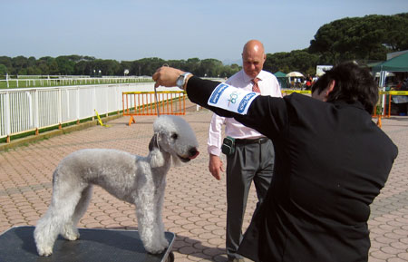 Colacoda Unforgettable Mrs. Joan - bob & miglior Giovane