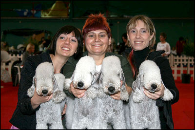 Colacoda's Bedlington Terrier