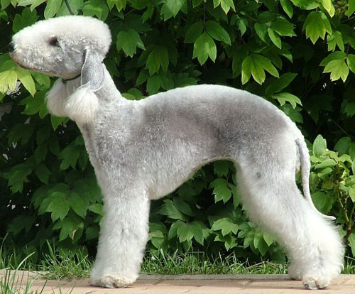 Bedlington femmina